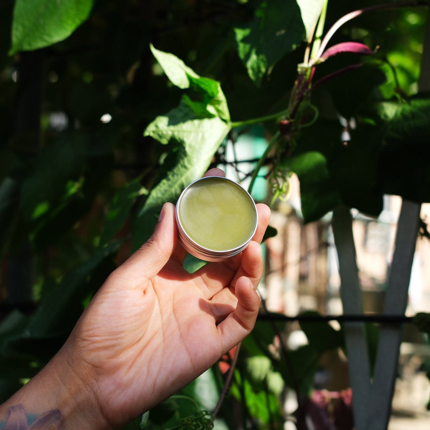 Arnica Salve
