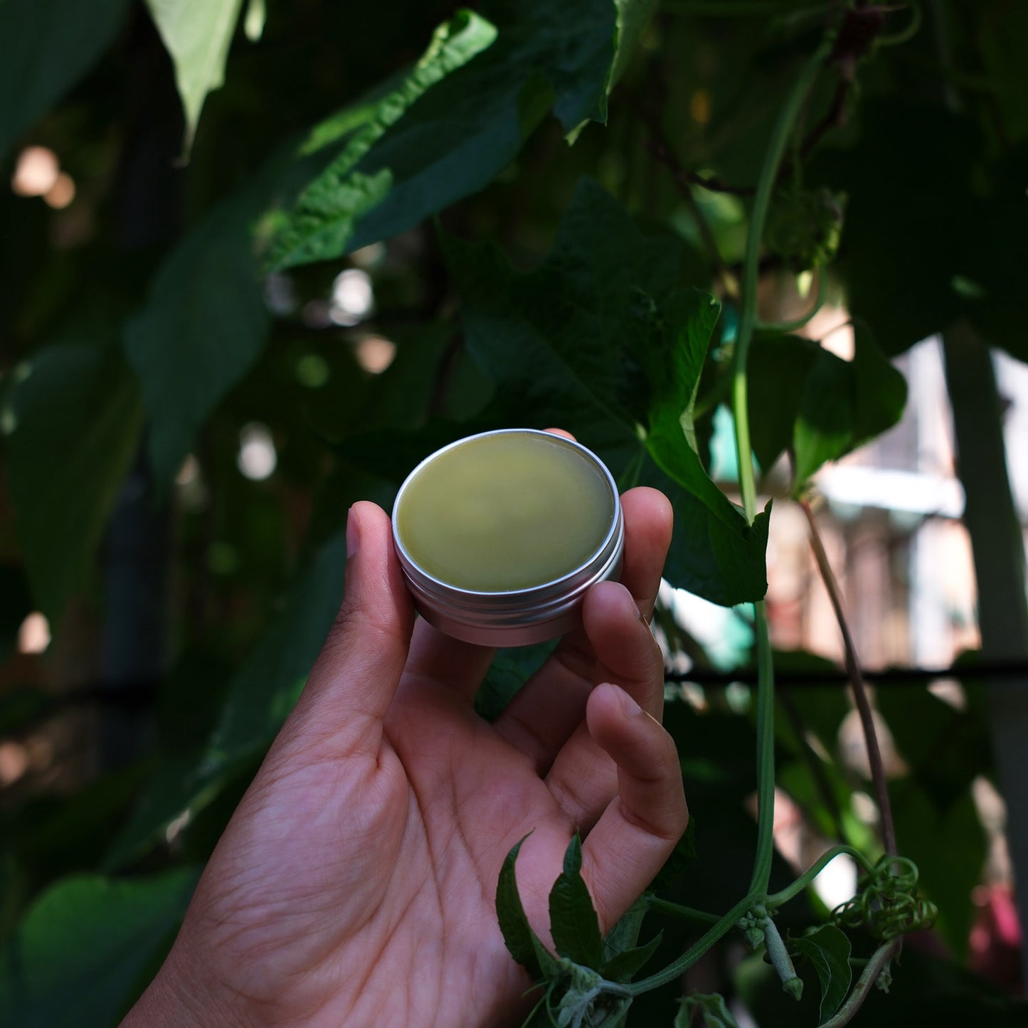 Arnica Salve
